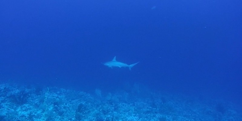 Hammerhead and Grey Reef at Elphinstone by James Coope